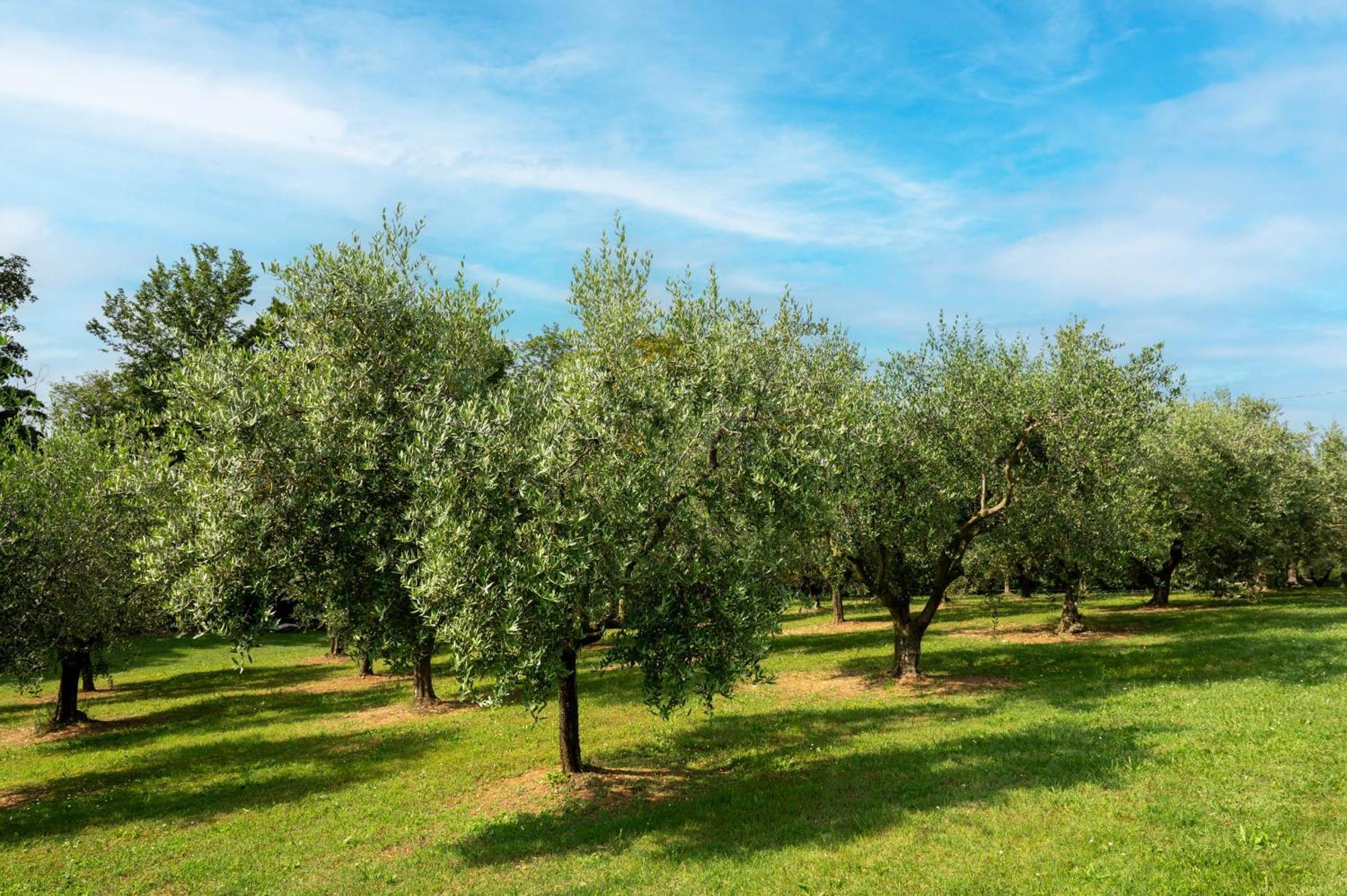 Agriturismo Terre Bianche Teolo Buitenkant foto